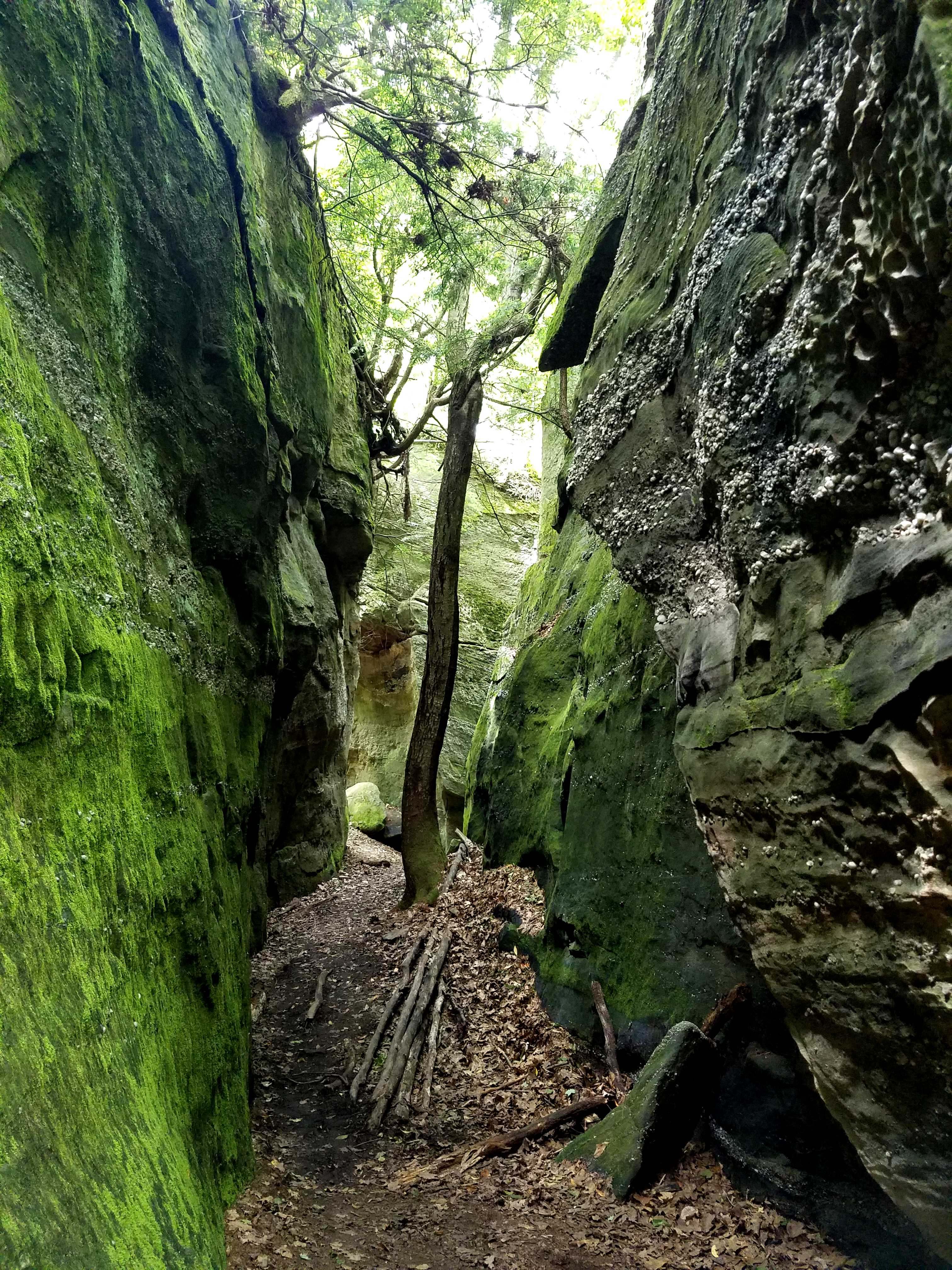 Tree growing in rock slot in the Alleghany National Forest