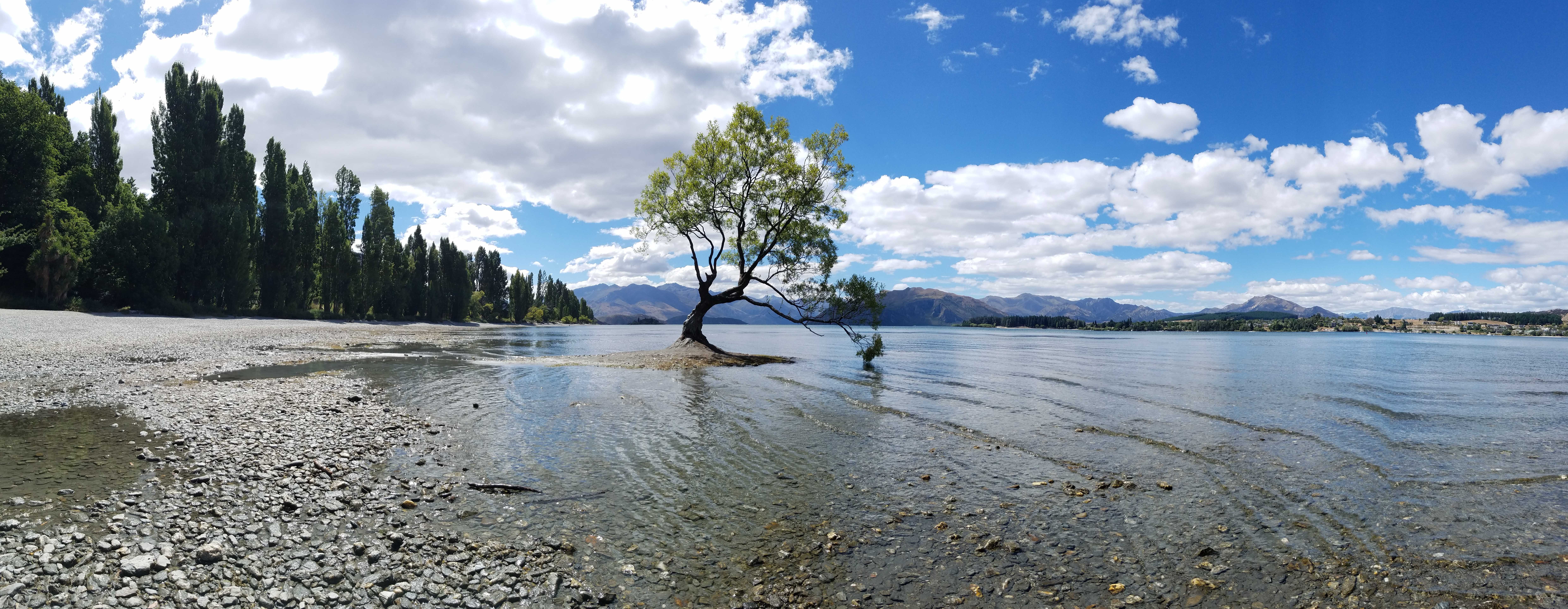 Tree growing out of the water in Lake Wanaka